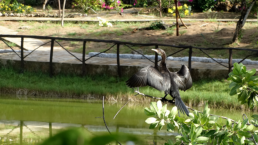 кайтсерфинг в Кении