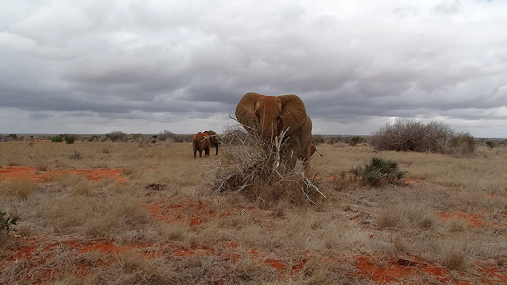кайтсерфинг в Кении